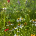 International Biodiversity Day in Lincolnshire