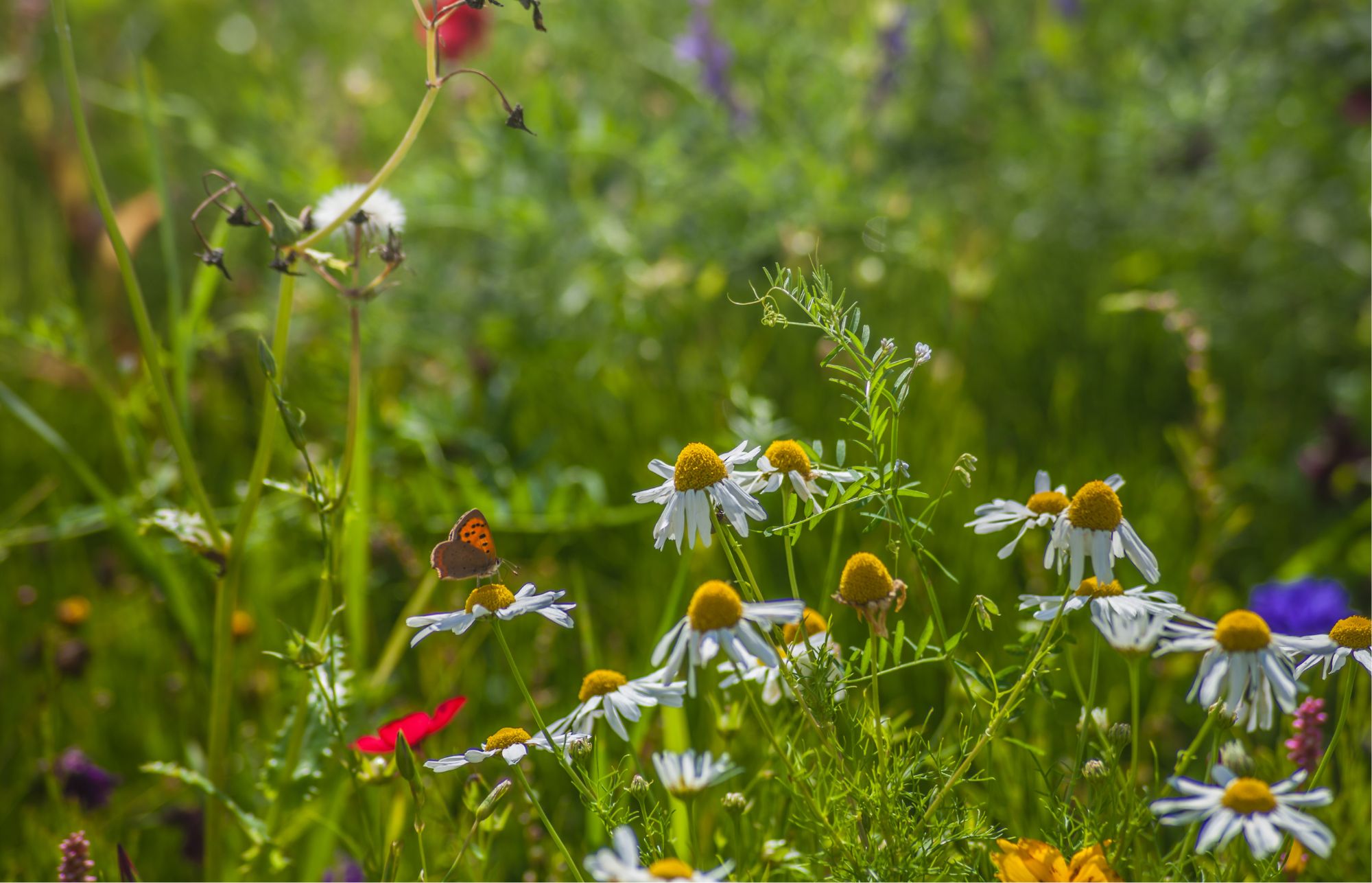 International Biodiversity Day in Lincolnshire